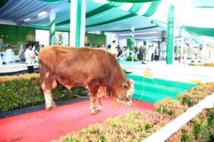 Kapolri Serahkan Ribuan Hewan Kurban, Perkuat Semangat Berbagi di Hari Raya Iduladha