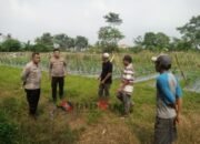 Wujudkan Ketahanan Pangan, Polsek Panongan Buka Lahan Jagung 2 Hektar di Desa Peusar