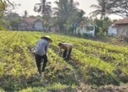 Bentuk Dukungan Program Ketahan Pangan Nasional Anggota Polsek Balaraja Melaksanakan Pengecekan dan Pendataan Lahan Warga Binaan Bidang Ketahanan pangan (Jagung) di Wilayah