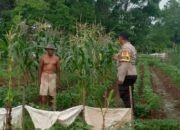 Pemanfaatan Lahan Pekarangan Bidang Ketahanan Pangan Polsek Pasar Kemis