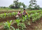 Bhabinkamtibmas Pantau Pemanfaatan Lahan Pekarangan Bidang Ketahanan Pangan Polsek Pasar Kemis