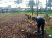 Terus Dukung Ketahanan Pangan,Polsek Mauk Polresta Tangerang Polda Banten