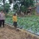 Bhabinkamtibmas Desa Sukamurni Giat Pemanfaatan Lahan Sektor Pangan Terong & Cabe
