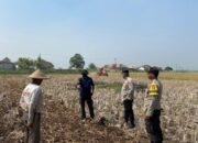 Polsek Kronjo Kawal Pematangan Lahan untuk Program Ketahanan Pangan di Desa Jenggot