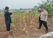 Bhabinkamtibmas Desa Pangadegan Lakukan Pengecekan Tanaman Jagung di Lahan Produktif