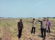 Polsek Kronjo Kawal Pematangan Lahan untuk Program Ketahanan Pangan di Desa Jenggot
