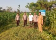 Wakapolsek Balaraja Monitoring Program Ketahanan Pangan Nasional Sektor Tanaman (Jagung) di Desa Buniayu