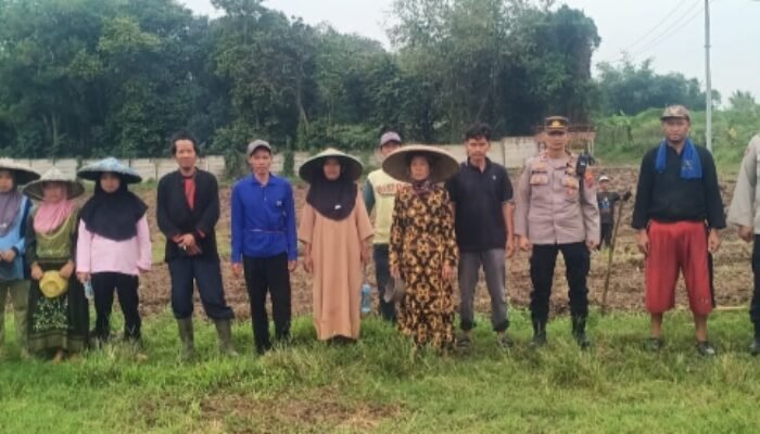 Personil Polsek Cisoka Melaksanakan Penanaman Jagung Jenis Hybrida Di Desa Bojong Loa Kecamatan Cisoka