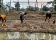 Personil Polsek Mauk Polresta Tangerang Laksanakan Perawatan Pekarangan Pangan Bergizi