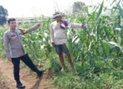Upaya Nyata Dukung Ketahanan Pangan Nasional, Brigadir Fernando Monitoring Lahan Ketahanan Pangan