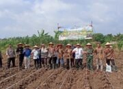 Kapolsek Pasar Kemis Bersama Forkopimcam Tanam Jagung Serentak Kuartal III, Dukung Ketahanan Pangan Nasional