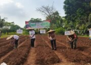 Kapolsek Balaraja Bersama Forkopimcam Tanam Jagung Serentak Kuartal III, Dukung Ketahanan Pangan Nasional