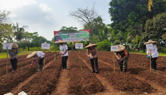 Kapolsek Balaraja Bersama Forkopimcam Tanam Jagung Serentak Kuartal III, Dukung Ketahanan Pangan Nasional