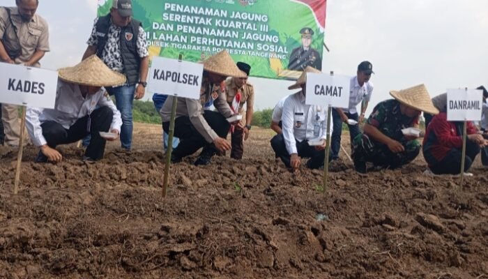 Dukung Ketahanan Pangan Nasional Kapolsek Tigaraksa Bersama Forkopimcam Laksanakan Penanaman Serentak Bibit Jagung Hibrida di Desa Pematang