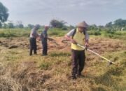 Kapolsek Kresek bersama Kelompok Tani melaksanakan pembersihan Lahan Jagung
