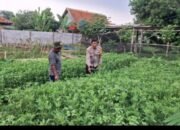 Bhabinkamtibmas Polsek Balaraja Ajak Warga Dukung Ketahanan Pangan di Desa Binaan