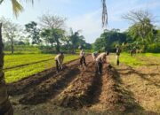 Program Ketahanan Nasional Polsek Balaraja Persiapan Penanaman Jagung di Desa Bunar Kecamatan Sukamulya