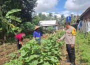 Bhabinkamtibmas Polsek Balaraja Polresta Tangerang Giat Parakan Ketapang Dalam Pemanfaatan Lahan Sektor (Tanaman Terong & Cabe)