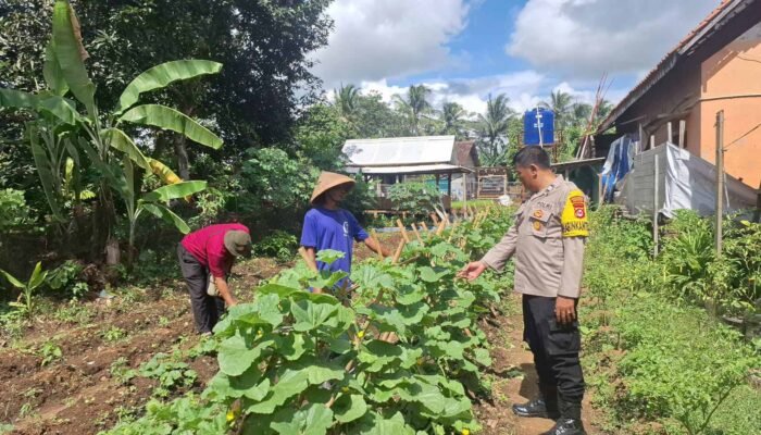 Bhabinkamtibmas Polsek Balaraja Polresta Tangerang Giat Parakan Ketapang Dalam Pemanfaatan Lahan Sektor (Tanaman Terong & Cabe)
