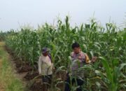 Brigadir Fernando Pantau Tanaman Jagung Milik Warga Binaan Dalam Program Ketahanan Panongan