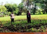 Polsek Cikupa Tinjau Lahan Jagung Hibrida, Dukung Program Ketahanan Pangan Nasional