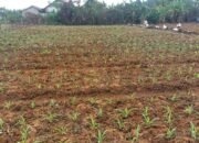Polsek Cikupa Tinjau Lahan Jagung Hibrida Dukung Program Ketahanan Pangan Nasional