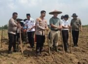 Penanaman Jagung Hybrida Serentak 1 Desa 2 Hektare