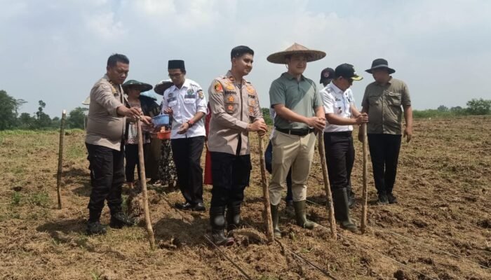 Penanaman Jagung Hybrida Serentak 1 Desa 2 Hektare