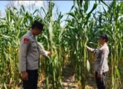 Polres Lumajang Dukung Ketahanan Pangan Nasional, Polsek Jatiroto Tanam Jagung