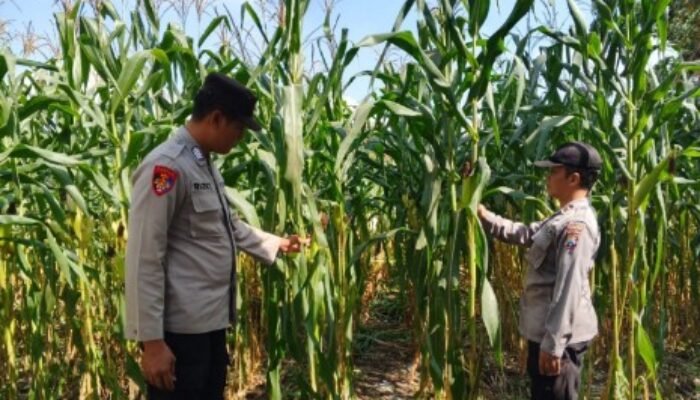 Polres Lumajang Dukung Ketahanan Pangan Nasional, Polsek Jatiroto Tanam Jagung