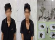 Polres Oku Selatan Bongkar Kadang Ganja Di Tanjung Sari, Dua Pelaku Tersangka Diamakan