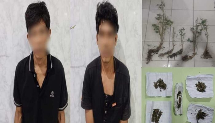 Polres Oku Selatan Bongkar Kadang Ganja Di Tanjung Sari, Dua Pelaku Tersangka Diamakan