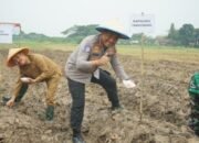 Polresta Tangerang Kembali Tanam Jagung Serentak, Kali Ini di Lahan Seluas 25 Hektare