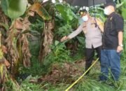 Temuan Mayat Tanpa Identitas di Semak Kebun Pisang, Polresta Tangerang Lakukan Penyelidikan