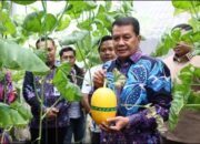 Bupati Tangerang Panen Melon Hidroponik Terpadu di Curug Wetan