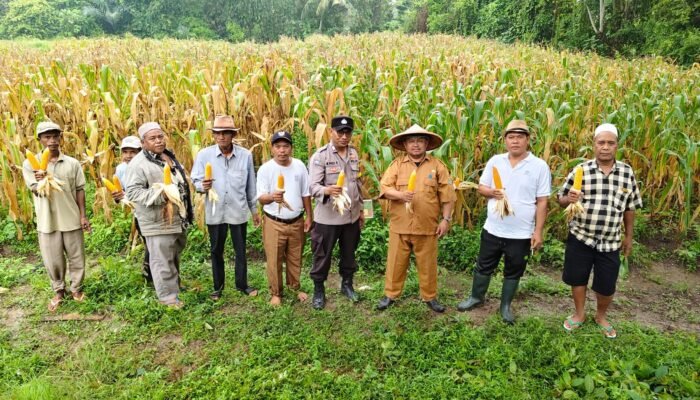 Kapolsek Kresek Pimpin Panen Jagung Hibrida di Desa Cipaeh Gunung Kaler, Dukung Program Ketahanan Pangan