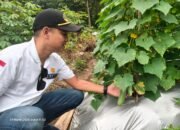 Panen Pertama Ketimun Desa Carenang Sukses, Kades Eris: Hasilnya untuk Kas Desa dan Petani