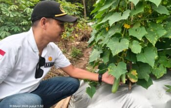 Panen Pertama Ketimun Desa Carenang Sukses, Kades Eris: Hasilnya untuk Kas Desa dan Petani