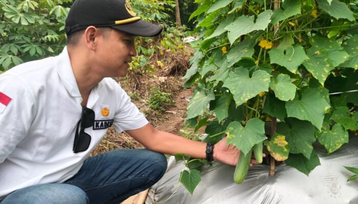 Panen Pertama Ketimun Desa Carenang Sukses, Kades Eris: Hasilnya untuk Kas Desa dan Petani